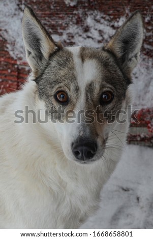 Portrait of a white dog with a gray color of the head. The expressive look of the dog
