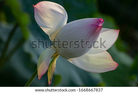 The picture shows the white lotus and white lotus blooming in the wind.