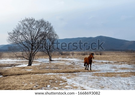 Beautiful brown horse stands in the field