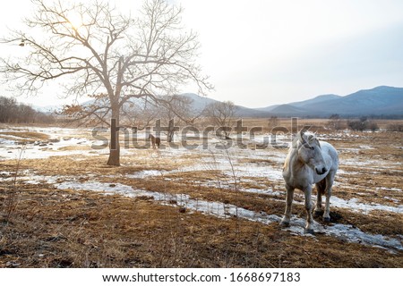 Beautiful gray horse stands in the field