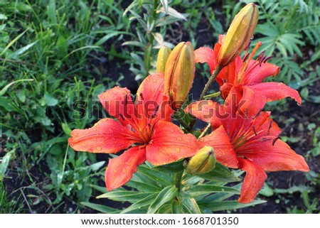 Orange lily in drops of rain in garden