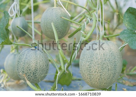 Melon in the garden,Planted in a insect protection dome.Biological agriculture