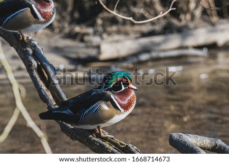 A picture of a male wood duck perching on the branch.   Vancouver  BC  Canada
