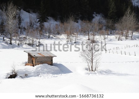 wintertime landscape photos and snowy pine trees.artvin/turkey