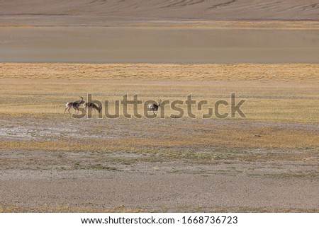 Explore the Qinghai-Tibet Plateau in China at an altitude of more than 5,000 meters, photograph the natural environment and wildlife of the plateau.Picture of Tibetan gazelle (Procapra picticaudata).