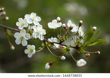 Spring flowering cherry branch on a green blurred background