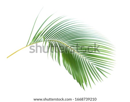 green leaf of palm tree on white background with clipping path
