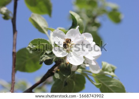 Flowering branches of apple trees against a blue sky in spring in sunny weather and a bee