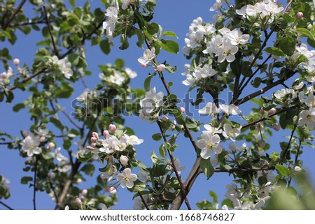 Flowering branches of apple trees on a background of blue sky in spring in sunny weather