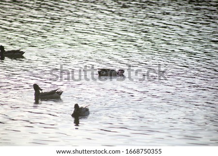 a flock of ducks is swimming