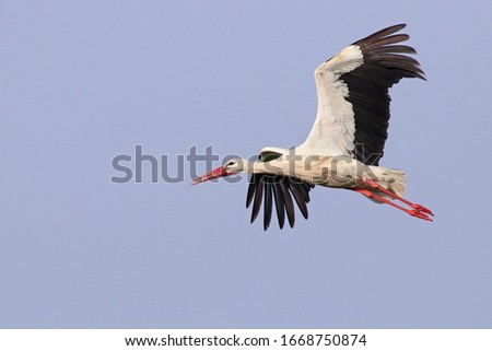 Beautiful white stork (Ciconia ciconia) in flight. Migratory bird from Africa spending the winter in Europe (Lugo,  Spain). Colorful wild bird background. Stork bringing branches to build the nest. Royalty-Free Stock Photo #1668750874