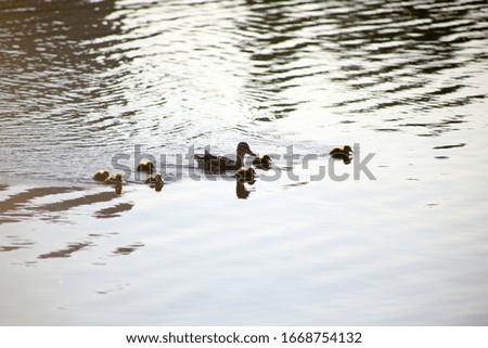 duck with ducklings swim in light waves