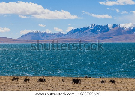 Explore the Qinghai-Tibet Plateau in China at an altitude of more than 5,000 meters, photograph the natural environment and wildlife of the plateau.picture of yaks and sheep.