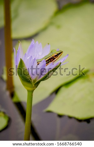 Green Frog sitting on top of lotus flower.