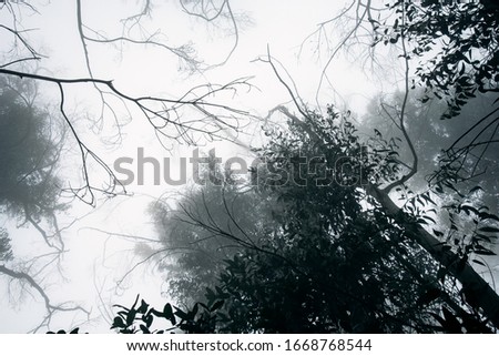 Photo of trees. Silhouette of a trees poster