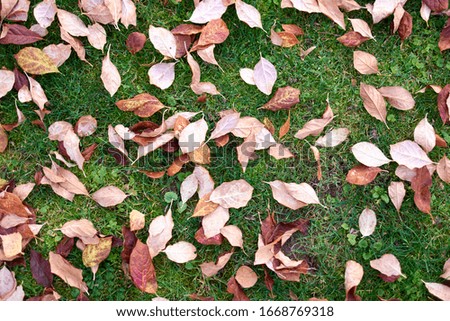Texture of dry fallen leaves on green grass. Fall autumn leaf.