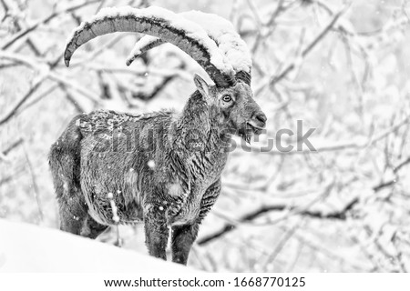 The mighty Alpine ibex under incredible snowfall (Capra ibex)