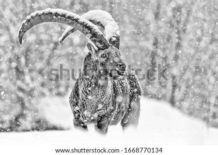 The mighty Alpine ibex under incredible snowfall (Capra ibex)