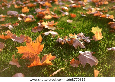 Close up dry colorful autumnal maple leaves. Well-groomed grass.
