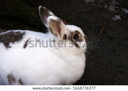 European domestic white rabbit (Oryctolagus cuniculus) on outdoor.