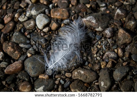 A white feather and pebble. Stone background. A beautiful feather.