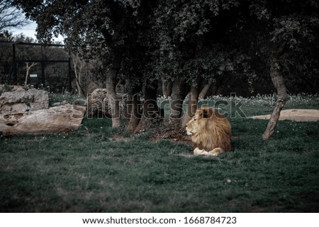 A selective focus shot of a lion laying on a grassy field near trees