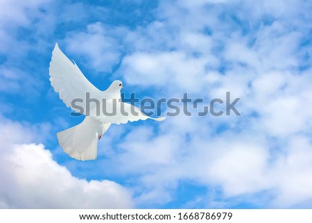 White dove in blue sky Royalty-Free Stock Photo #1668786979