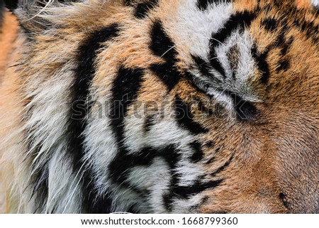 Close-up of portraits of a tiger