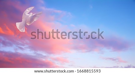 White dove in fly. Bright sunset high sky Royalty-Free Stock Photo #1668815593