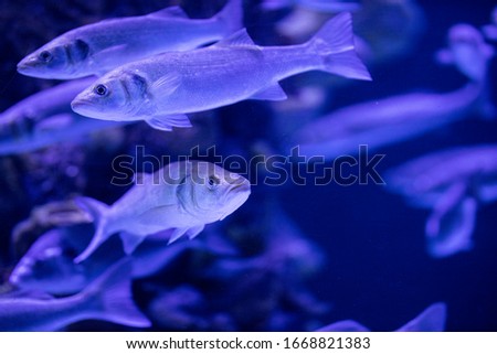 fishes in a marine aquarium