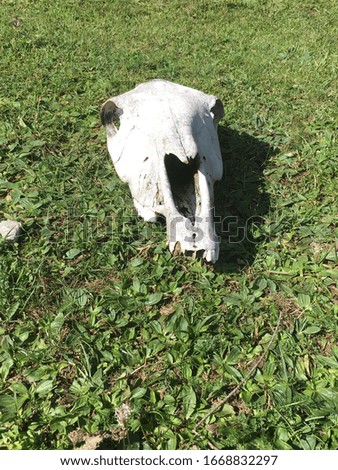 Horse skull, found in a field in Spain in the moutains, isolated on grass (green background) 