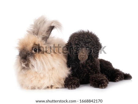 puppy toy poodle and rabbit in front of white background