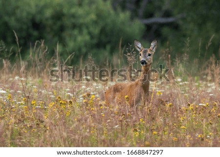 Curious roe deer female in between the flowers facing the camera, (Capreolus capreolus), Slovakia