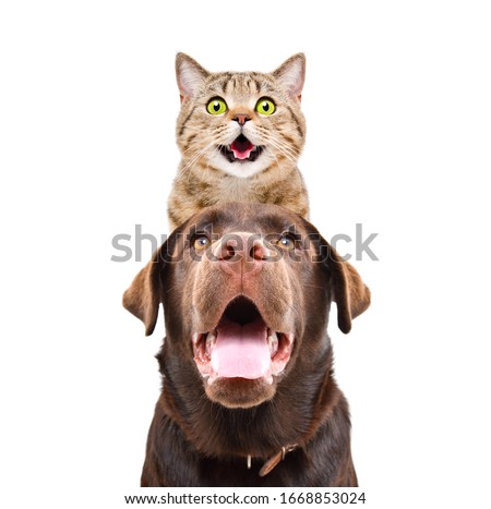 Portrait of funny cat Scottish Straight on a head Labrador isolated on white background Royalty-Free Stock Photo #1668853024