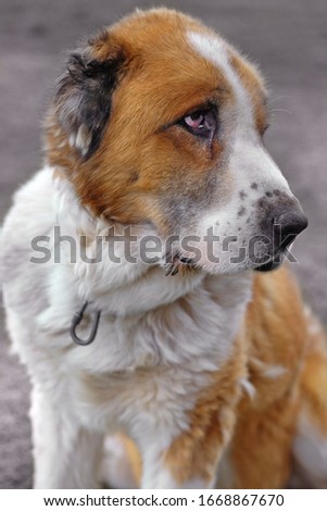 Portrait of Cute Muzzle. Old Sad Dog. Blurred Background. Big Dog With A Collar Pictures. Alabai Breed