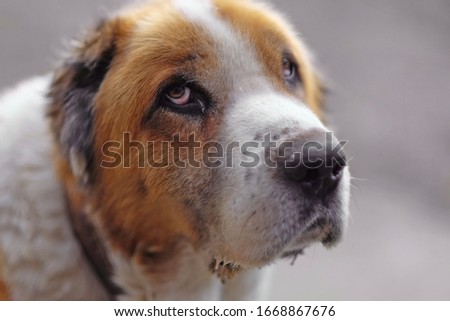 Portrait of Cute Muzzle. Old Sad Dog. Blurred Background. Big Dog With A Collar Pictures. Alabai Breed