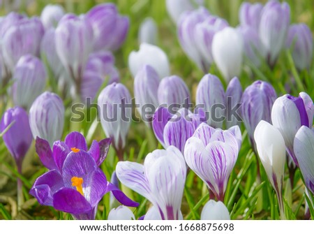 Background Image of Purple Spring Crocuses