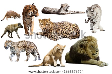 African predator animals isolated over white background, mainly Felidae