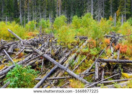Pile of felled trees in a forest after flood damage Royalty-Free Stock Photo #1668877225