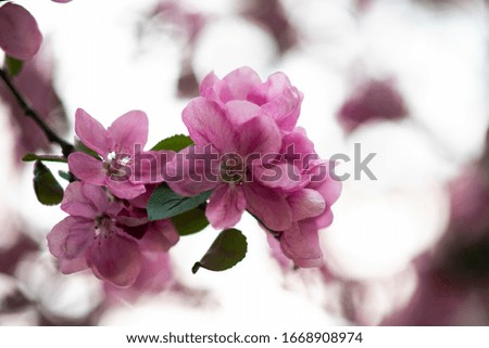 tender pink flowers on the twig, spring has come