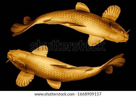 Koi fish golden round the circle loop for lucky or infinity long live symbol concept isolated on black background. Royalty-Free Stock Photo #1668909157