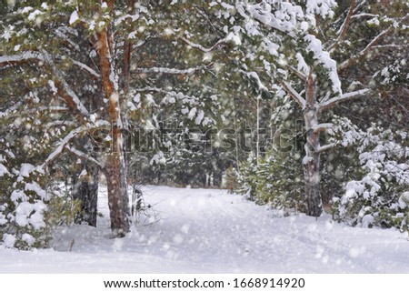 Winter green pine forest with path with large snow drifts under heavy snowfall. Horizontal frame