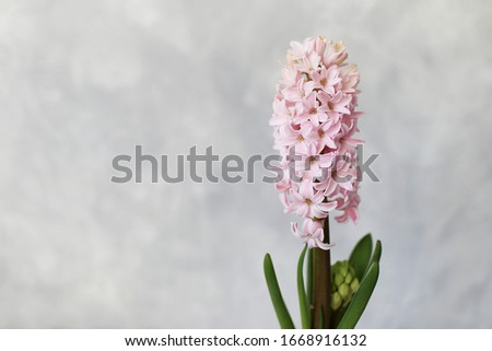 Blooming beautiful pink geocint flower on a gray light background in early spring