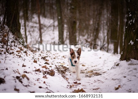 Cute Parson Russell Terrier Puppy playing in the Snow