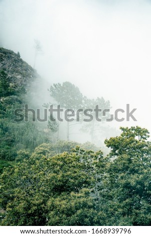 Forest in the fog wallpaper. Photo of mountains