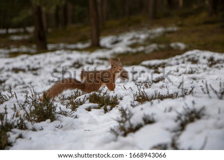 red squirrels, Sciurus vulgaris, wide environmental shot including the surrounding woodland with snow on the heather floor in the cairngorms national park, Scotland.