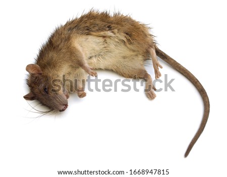 Dead brown rat on white bg. Stuck rat on white background, with natural shadow. Bitten dead rat, close up shot. Photo of numb rat. Lifeless rodent. 