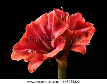 This still life photo shows an amaryllis flower glowing red against a black background