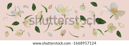 3D realistic jasmine with green leaf. White jasmine flower in motion. Beautiful jasmine closeup. Vector illustration. Royalty-Free Stock Photo #1668957124