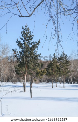 Winter landscape, mixed forest on a background of blue sky, sunny day.
